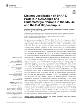 Distinct Localization of SNAP47 Protein in Gabaergic and Glutamatergic Neurons in the Mouse and the Rat Hippocampus
