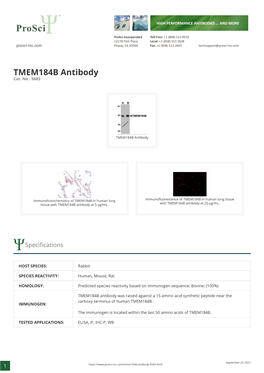 TMEM184B Antibody Cat