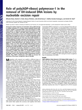 Polymerase-1 in the Removal of UV-Induced DNA Lesions by Nucleotide Excision Repair