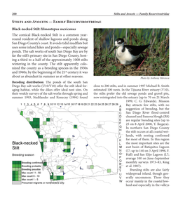 Stilts and Avocets — Family Recurvirostridae