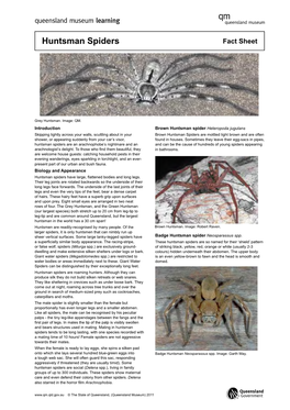 Huntsman Spiders Fact Sheet