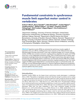 Fundamental Constraints in Synchronous Muscle Limit Superfast
