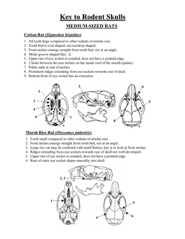 Key to Rodent Skulls MEDIUM-SIZED RATS Cotton Rat (Sigmodon Hispidus) 1