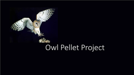 Owl Pellet Project Review