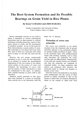 The Root System Formation and Its Possible Bearings on Grain Yield in Rice Plants
