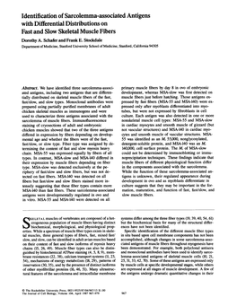 Identification of Sarcolemma-Associated Antigens with Differential Distributions on Fast and Slow Skeletal Muscle Fibers