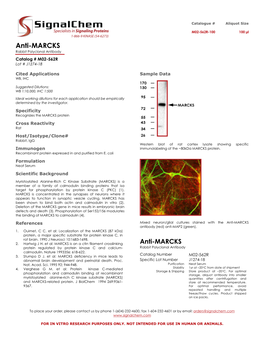 Anti-MARCKS Rabbit Polyclonal Antibody