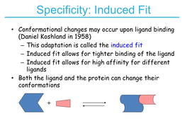 Specificity: Induced Fit