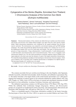 Cytogenetics of the Skinks (Reptilia, Scincidae) from Thailand; I: Chromosome Analyses of the Common Sun Skink (Eutropis Multifasciata)