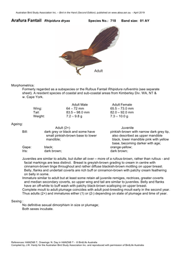 Arafura Fantail Rhipidura Dryas Species No.: 718 Band Size: 01 AY