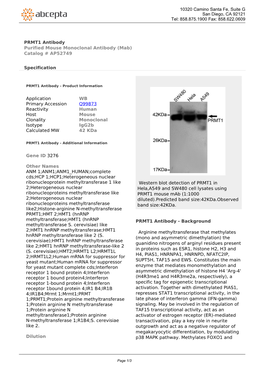 PRMT1 Antibody Purified Mouse Monoclonal Antibody (Mab) Catalog # AP52749