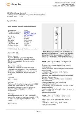 MYOT Antibody (Center) Affinity Purified Rabbit Polyclonal Antibody (Pab) Catalog # Ap17231c