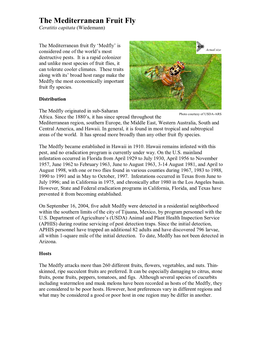 The Mediterranean Fruit Fly Ceratitis Capitata (Wiedemann)