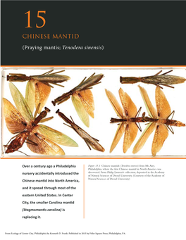 CHINESE MANTID (Praying Mantis; Tenodera Sinensis)