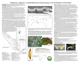 “Diaphania” Costata (F.), a Misidentified Pest of Apocynaceae in the Southeastern United States James E