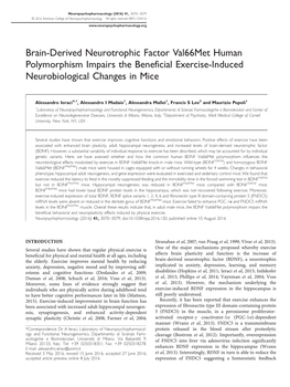 Brain-Derived Neurotrophic Factor Val66met Human Polymorphism Impairs the Beneficial Exercise-Induced Neurobiological Changes in Mice