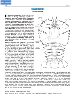 Scyllaridaescyllaridae SCYLLARIDAE Slipper Lobsters