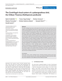 The Centrifugal Visual System of a Palaeognathous Bird, the Chilean Tinamou (Nothoprocta Perdicaria)