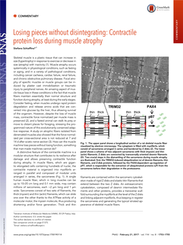 Contractile Protein Loss During Muscle Atrophy COMMENTARY Stefano Schiaffinoa,1