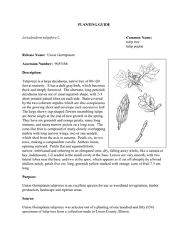 PLANTING GUIDE Liriodendron Tulipifera L. Common Name: Tulip Tree Tulip Poplar Release Name: Union Germplasm Accession Number: 9