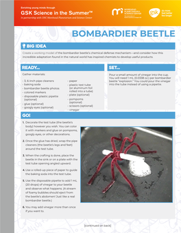 Bombardier Beetle