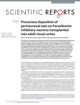 Precocious Deposition of Perineuronal Nets on Parvalbumin Inhibitory Neurons Transplanted Into Adult Visual Cortex