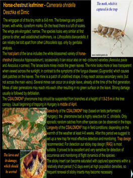 Horse-Chestnut Leafminer - Cameraria Ohridella the Moth, Which Is Captured in the Trap Deschka Et Dimic the Wingspan of of This Tiny Moth Is 6-8 Mm