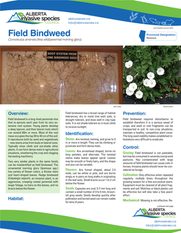 Field Bindweed