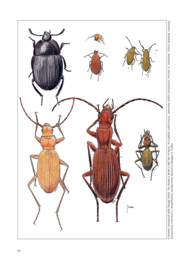 96 Coleotteri Cavernicoli Delle Prealpi Giulie. Da Sinistra a Destra E Dall'alto in Basso