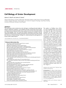 Cell Biology of Ureter Development