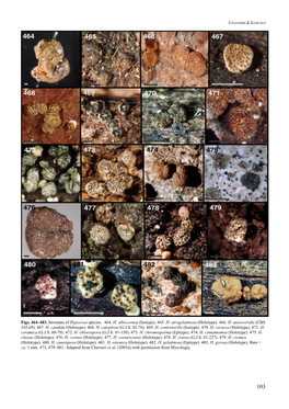 Figs. 464–483. Stromata of Hypocrea Species. 464. H. Albocornea (Isotype)