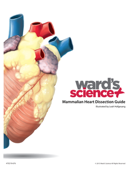 Mammalian Heart Dissection Guide Illustrated by Leah Hofgesang