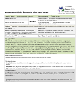 Management Guide for Sanguisorba Minor (Salad Burnet)