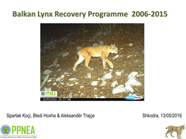 What Is Balkan Lynx? How Does It Look Like?