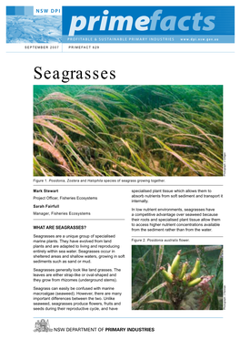 Seagrasses Photograph: J Gilligan Figure 1