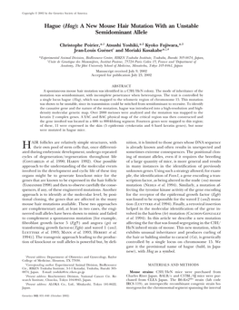 Hague (Hag): a New Mouse Hair Mutation with an Unstable Semidominant Allele