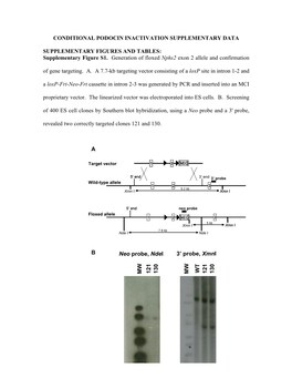Supplementary Figure S1. Generation of Floxed Nphs2 Exon 2 Allele and Confirmation
