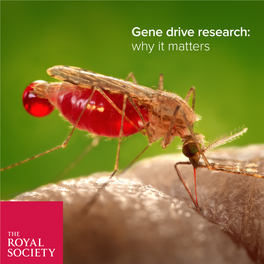 Gene Drive Research: Why It Matters Cover Image Anopheles Gambiae © Jim Gathany-CDC