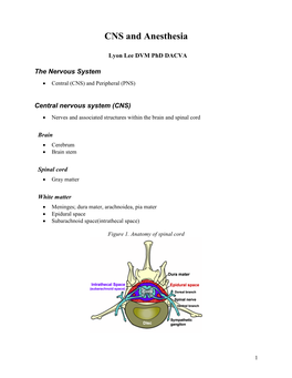 CNS and Anesthesia