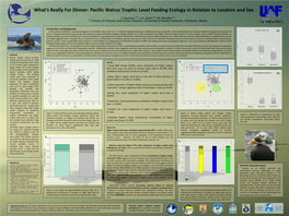 Wait, There's a Worm in My Aiviq: Pacific Walrus Feeding Ecology And