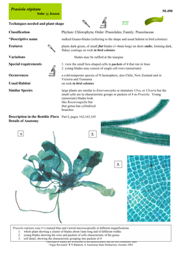 Prasiola Stipitata 50.490 Suhr in Jessen Foliose MICRO Techniques Needed and Plant Shape PLANT