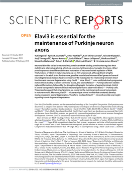 Elavl3 Is Essential for the Maintenance of Purkinje Neuron Axons