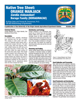 Native Tree Sheet: ORANGE MANJACK Cordia Rickseckeri Borage Family (BORAGINACAE) by Brian Daley and Thomas W