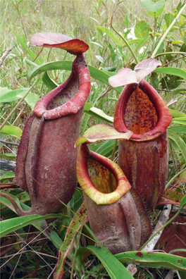 Nepenthes Thorelii – a Resolution