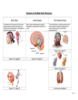 Summary of the Major Brain Structures Brain Stem Limbic System The