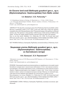 An Eocene Land Snail Balticopta Gusakovi Gen.N., Sp.N