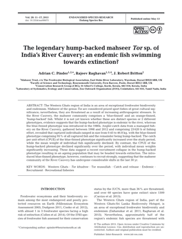 The Legendary Hump-Backed Mahseer Tor Sp. of India's River Cauvery: An