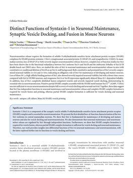 Distinct Functions of Syntaxin-1 in Neuronal Maintenance, Synaptic Vesicle Docking, and Fusion in Mouse Neurons