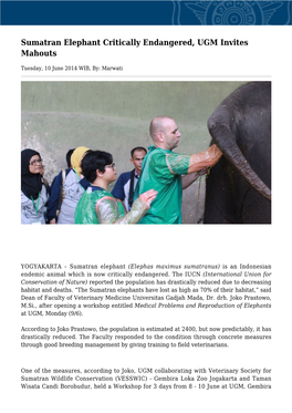 Sumatran Elephant Critically Endangered, UGM Invites Mahouts