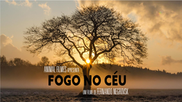 Animal Filmes Apresenta Fogo No Ceu Um Filme De Fernando Negrovsk´ Sinopse